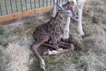 Новорожденный жирафенок. Фото предоставлено зоопарком